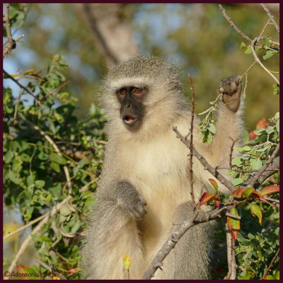 Adonsonia Lodge Grietjie Wildreservaat Buitenkant foto