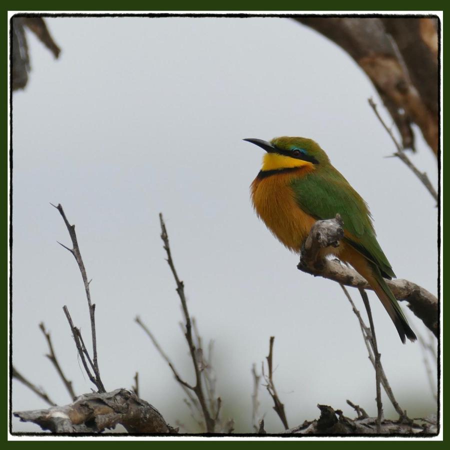 Adonsonia Lodge Grietjie Wildreservaat Buitenkant foto