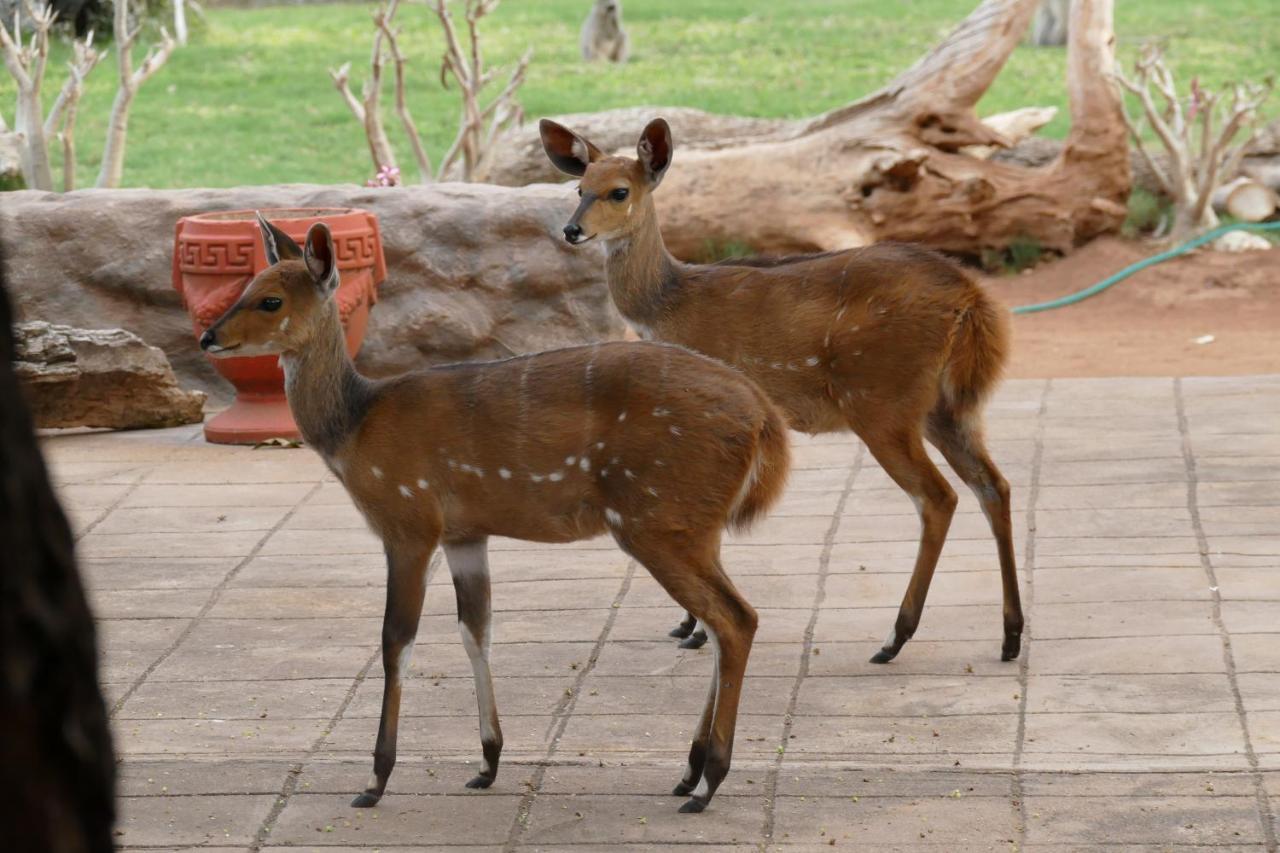 Adonsonia Lodge Grietjie Wildreservaat Buitenkant foto