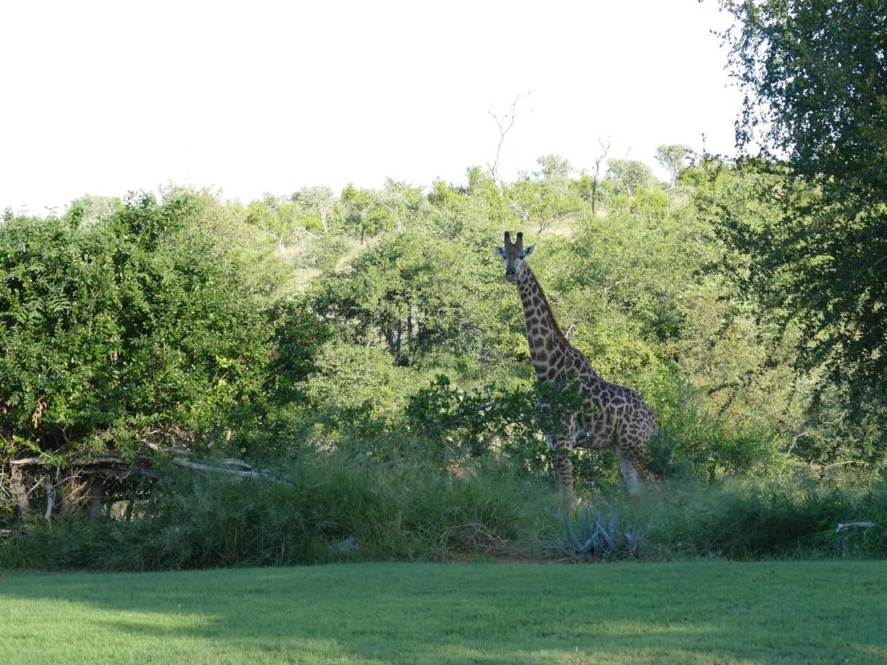 Adonsonia Lodge Grietjie Wildreservaat Buitenkant foto