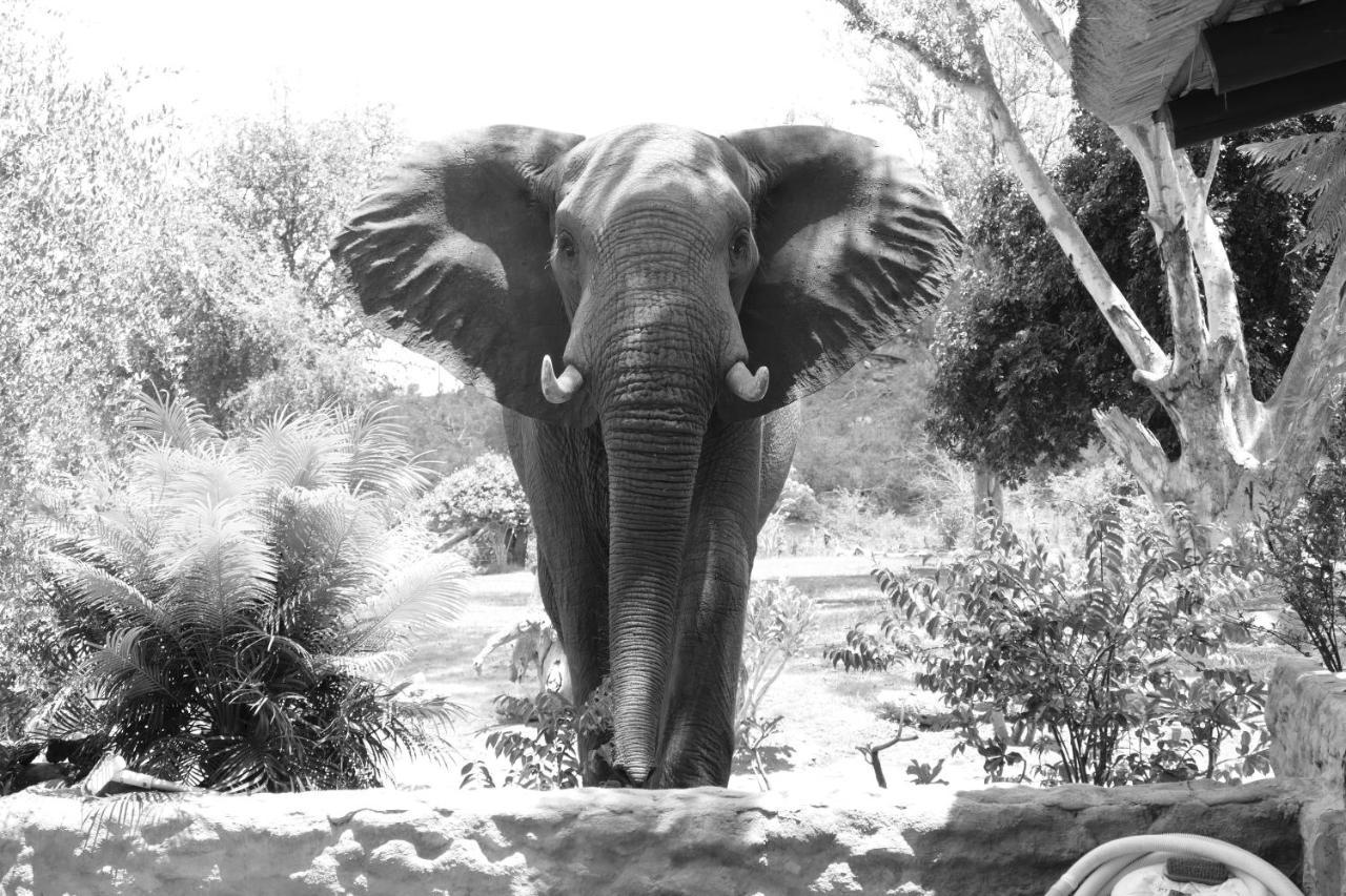 Adonsonia Lodge Grietjie Wildreservaat Buitenkant foto