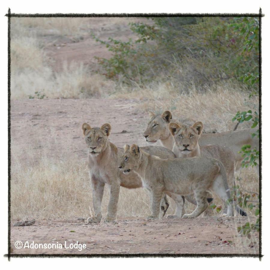 Adonsonia Lodge Grietjie Wildreservaat Buitenkant foto